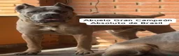 Cane Corso perros en venta: Cane corso hijos de campeones  - Anuncio 2
