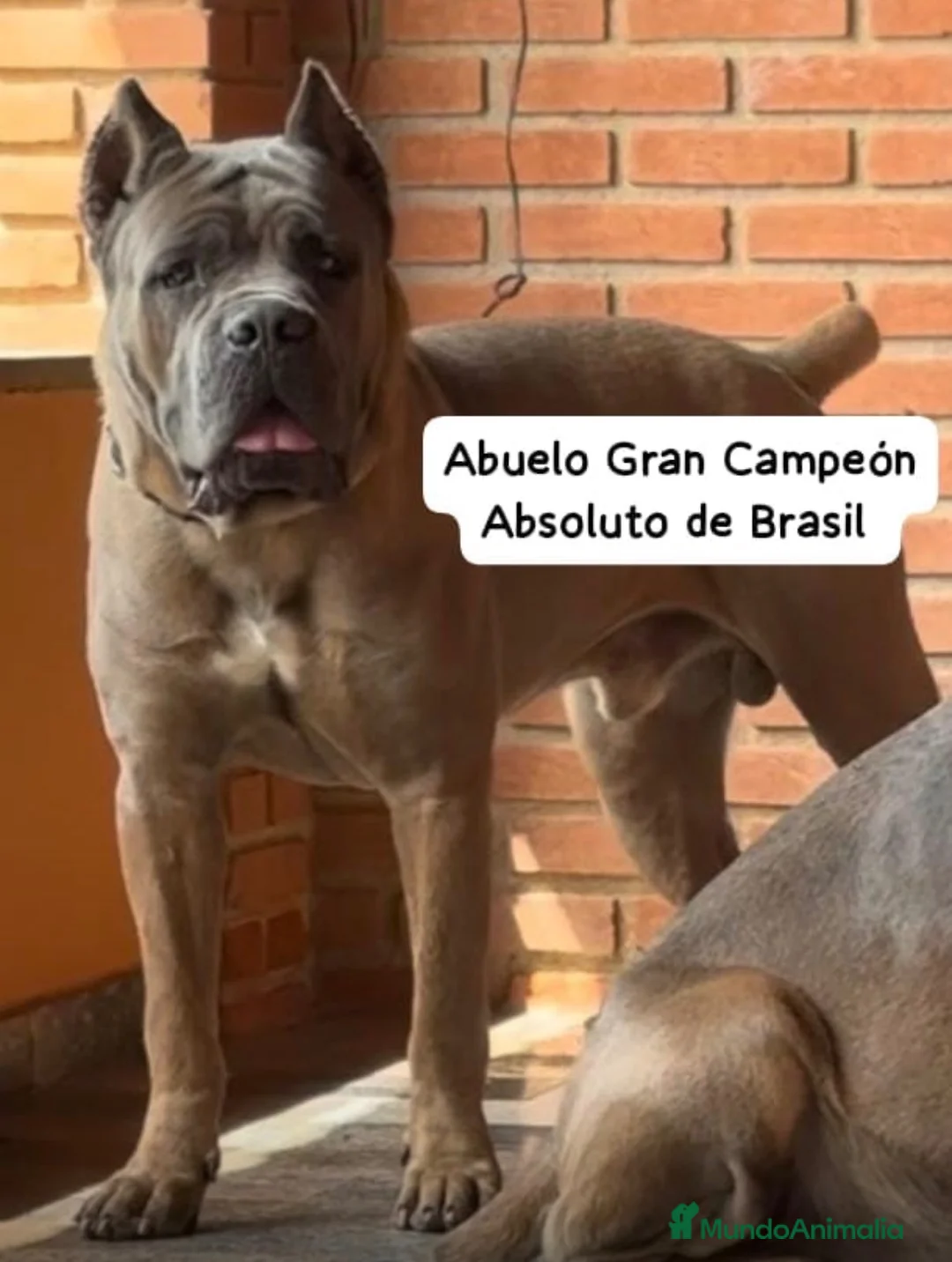 Cane Corso perros en venta: Cane corso hijos de campeones  - Anuncio 2