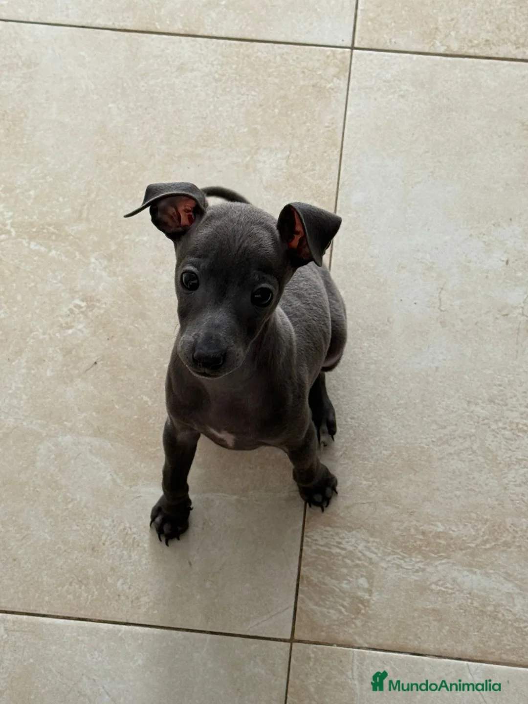 Pequeño Lebrel Italiano perros en venta: CACHORROS DE PICCOLO LEBRLE ITALIANO BLUE  - Anuncio 2