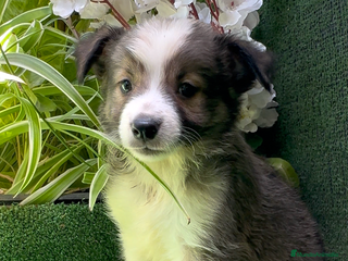 Border Collie perros BORDER COLLIE sable - Anuncio 13