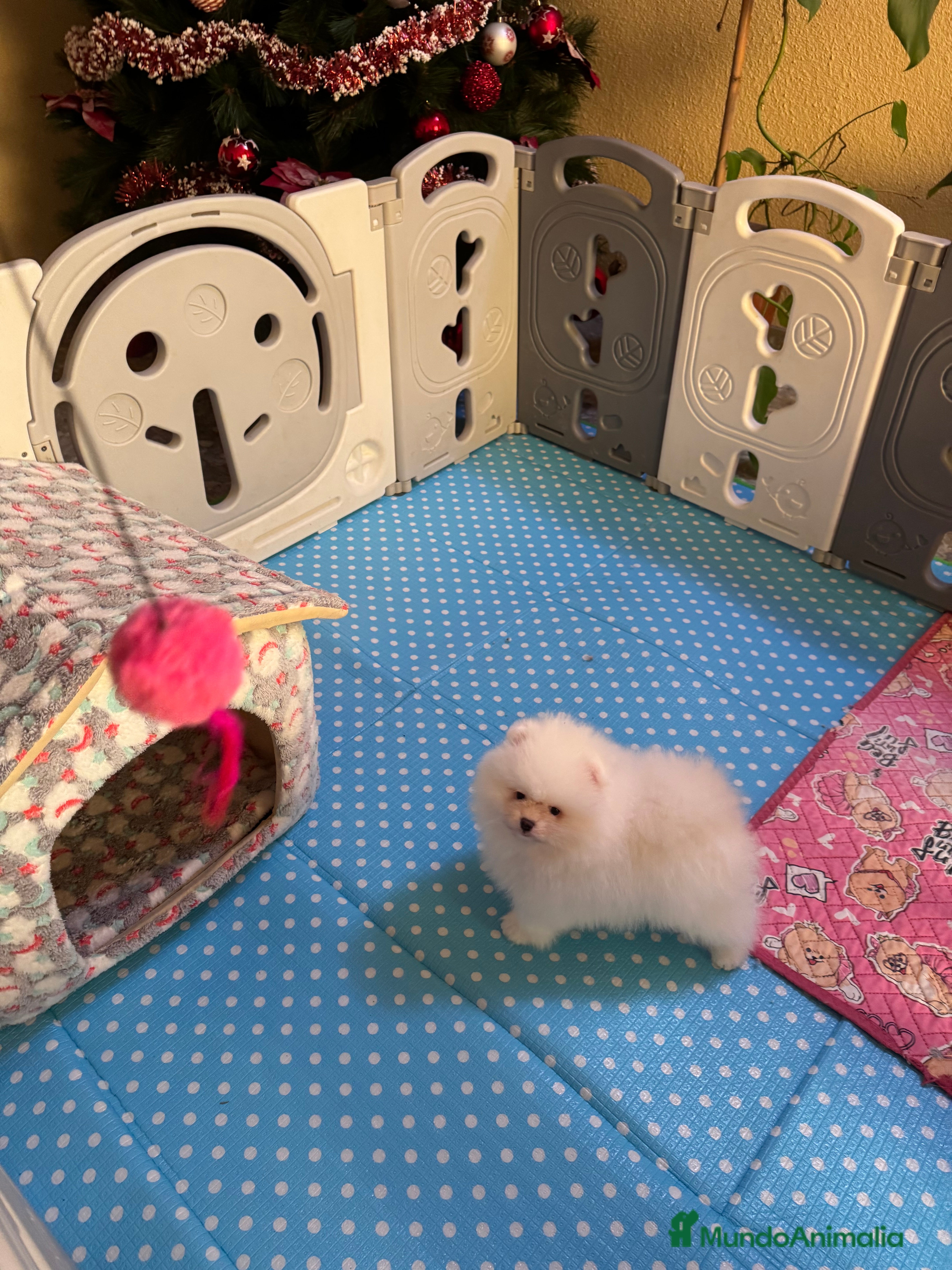 Pomerania perros Pomerania Toy - Anuncio 2