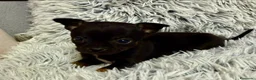 Chihuahua perros en venta: Precioso Chihuahua miniatura - Anuncio 1