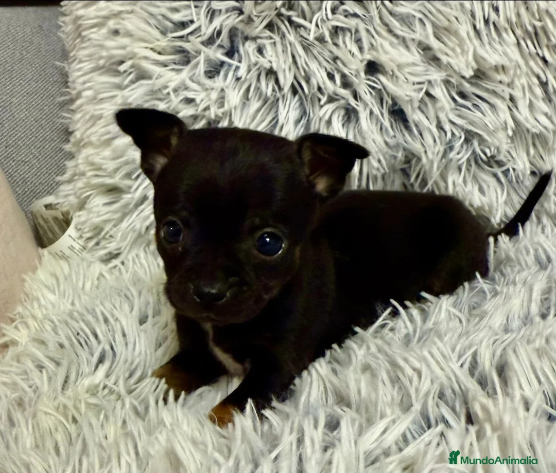 Chihuahua perros en venta: Precioso Chihuahua miniatura - Anuncio 1
