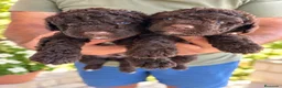 Perro de Agua Español perros en venta: PERRO DE AGUA ESPAÑOL - Anuncio 2
