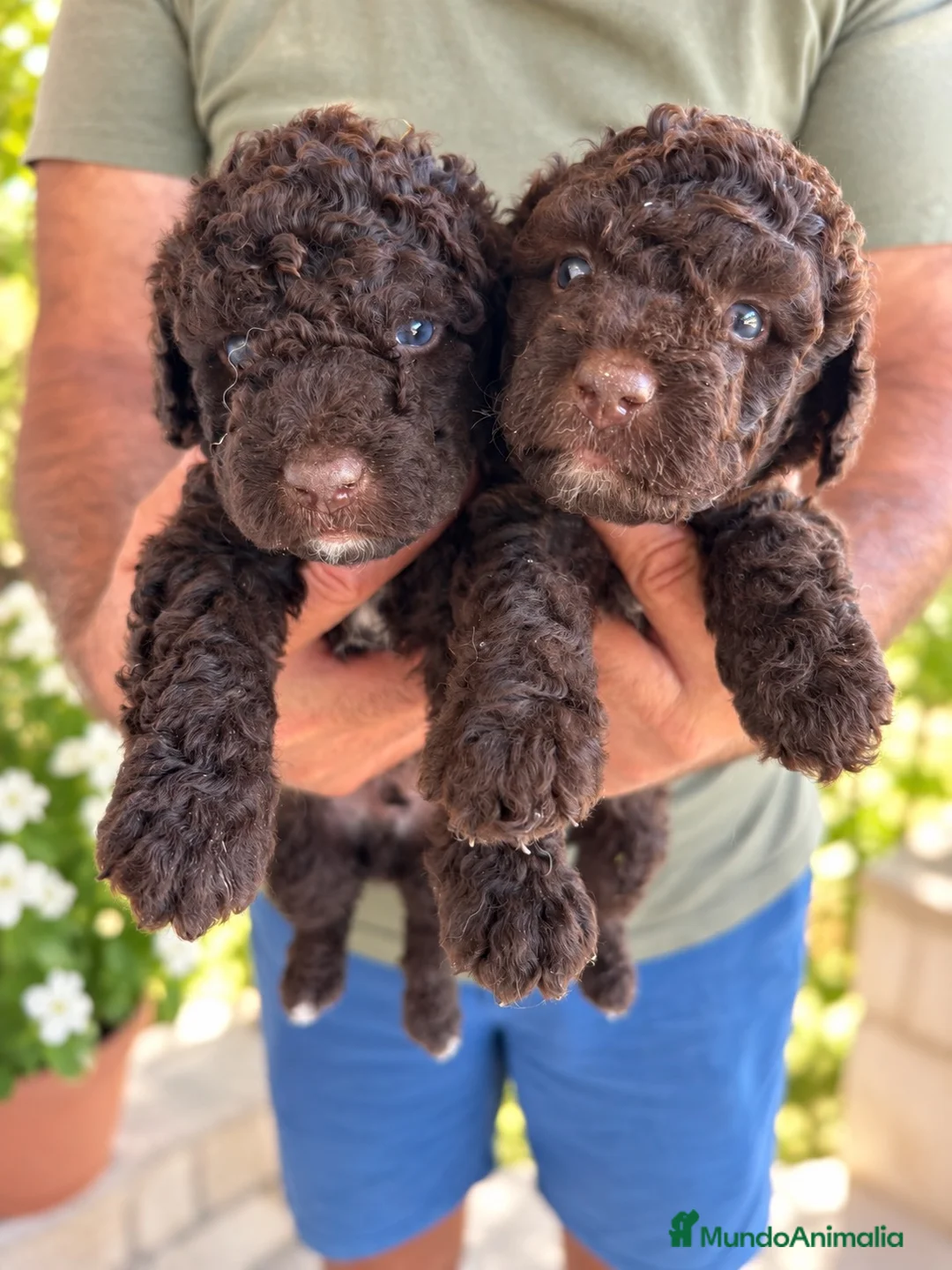 Perro de Agua Español perros en venta: PERRO DE AGUA ESPAÑOL - Anuncio 2