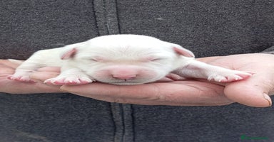Golden Retriever perros - Anuncio 5