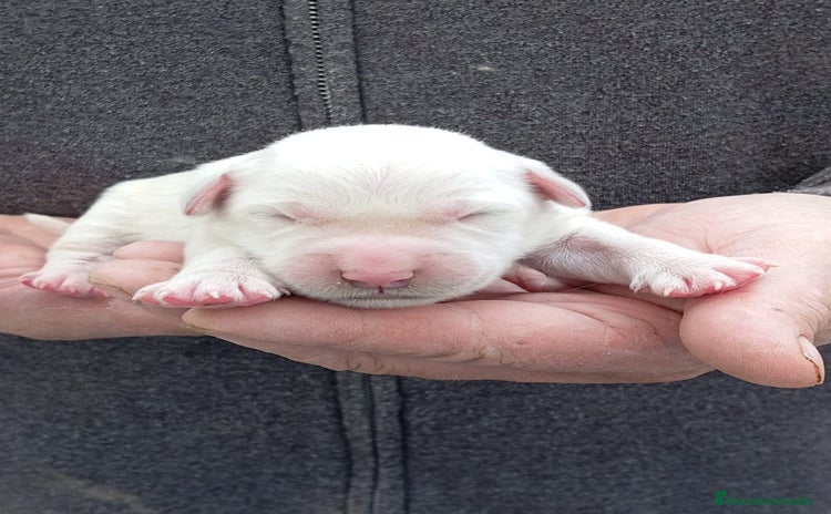 Golden Retriever perros - Anuncio 7