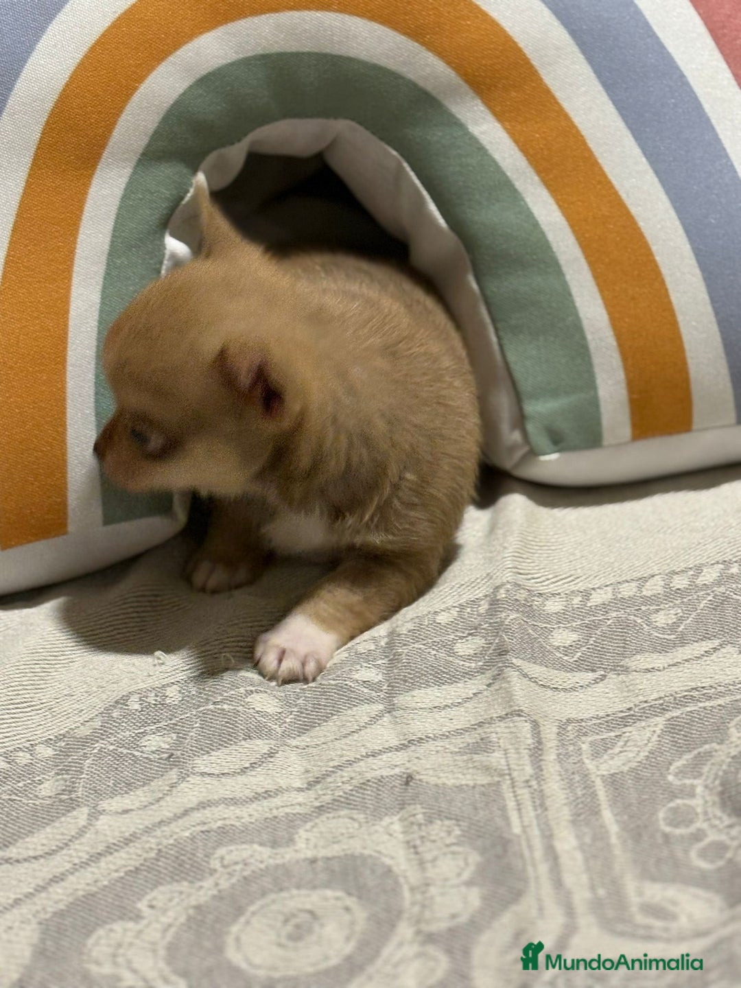 Chihuahua perros en venta: Exclusivos chihuahuas rusos - Imagen 21