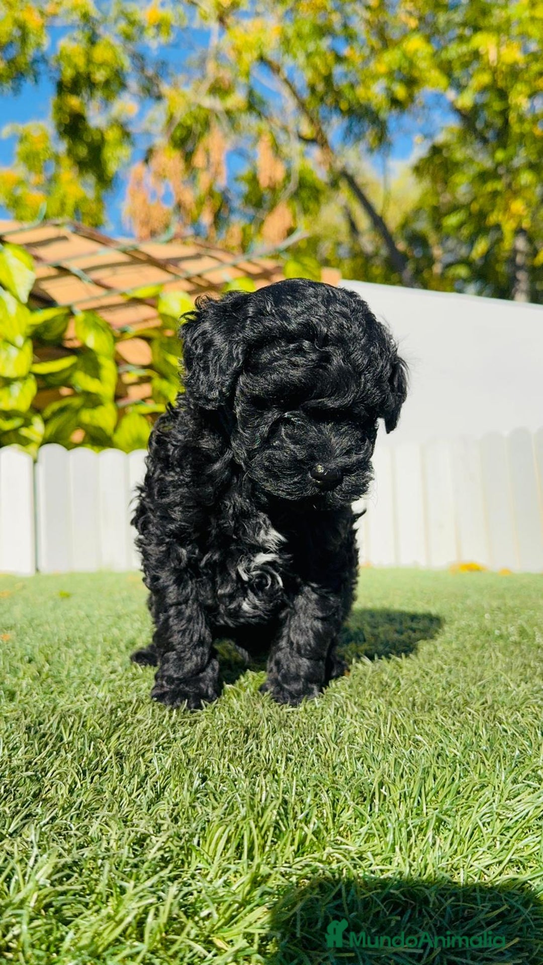 Caniche Toy perros en venta: CANICHE TOY - Anuncio 3