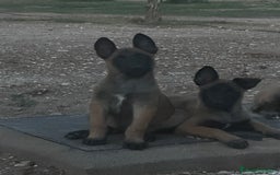 Pastor Belga Malinois perros en venta: CAMADA 2 MESES MALINOISE - Imagen 4