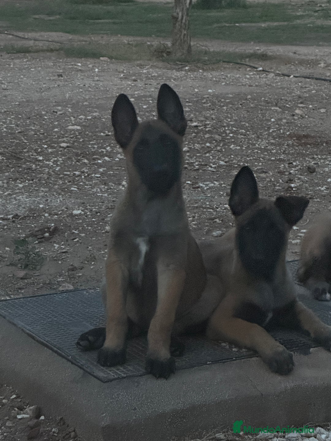 Pastor Belga Malinois perros en venta: CAMADA 2 MESES MALINOISE - Imagen 4
