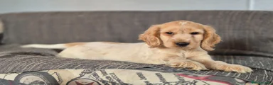 Cocker Spaniel Inglés 1