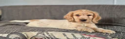 Cocker Spaniel Inglés perros en venta: Cachorros Cocker Spaniel Inglés Ruano Naranjas - Anuncio 3
