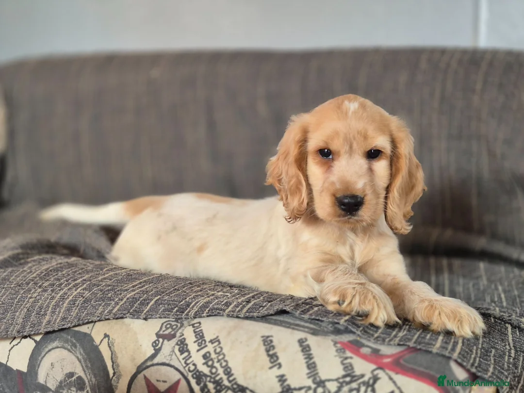 Cocker Spaniel Inglés perros en venta: Cachorros Cocker Spaniel Inglés Ruano Naranjas - Anuncio 3