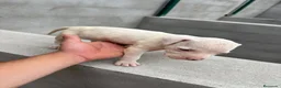 Dogo Argentino perros en venta: Dogo Argentino  - Anuncio 4