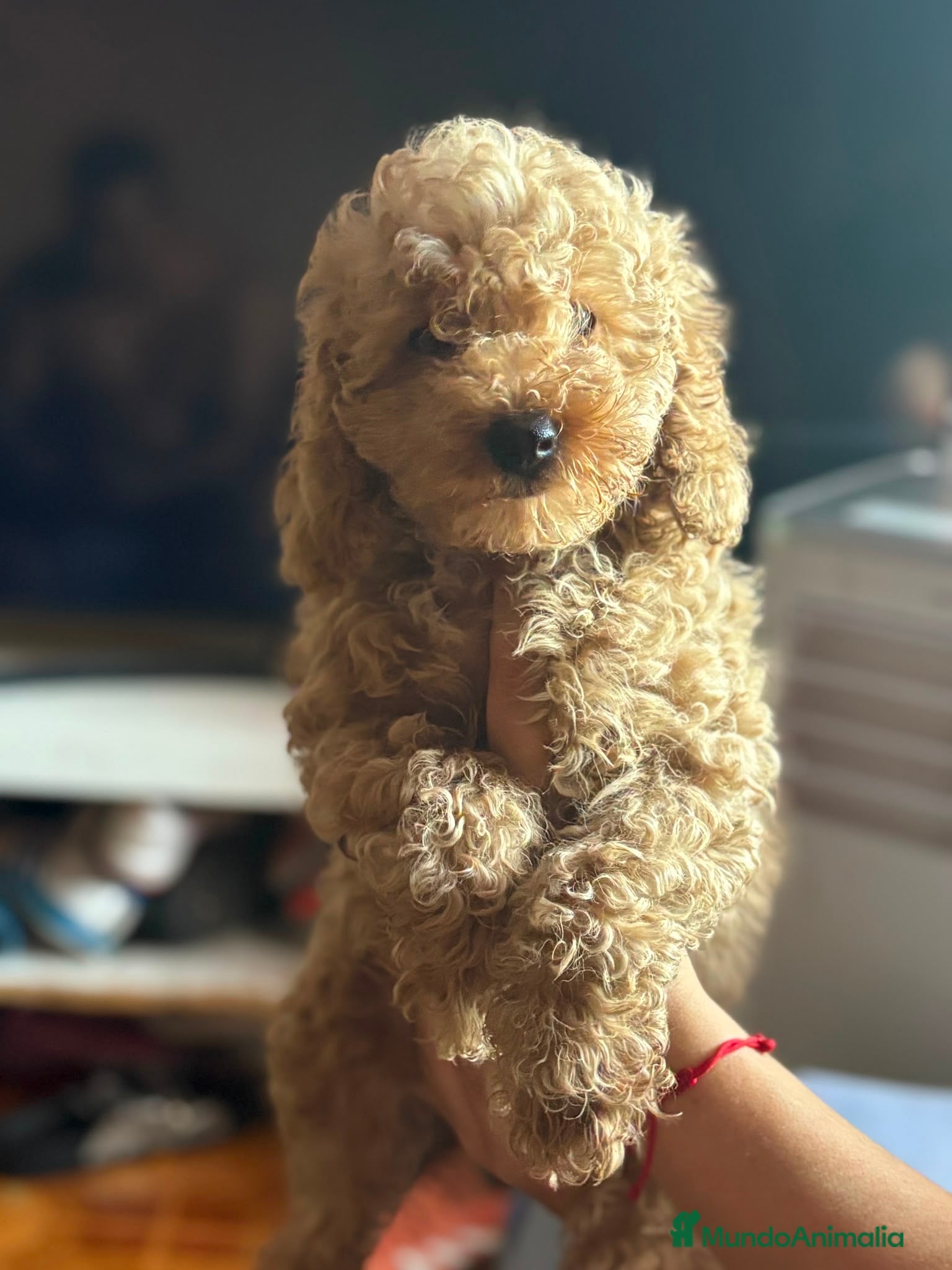 Caniche Toy perros Cachorro Caniche toy  - Anuncio 3