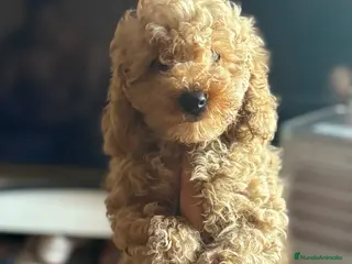 Caniche Toy perros Cachorro Caniche toy - Anuncio 1