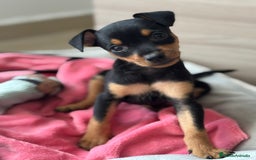 Pinscher Miniatura perros en venta: Pincher miniatura - Imagen 4