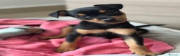 Pinscher Miniatura perros en venta: Pincher miniatura - Anuncio 4