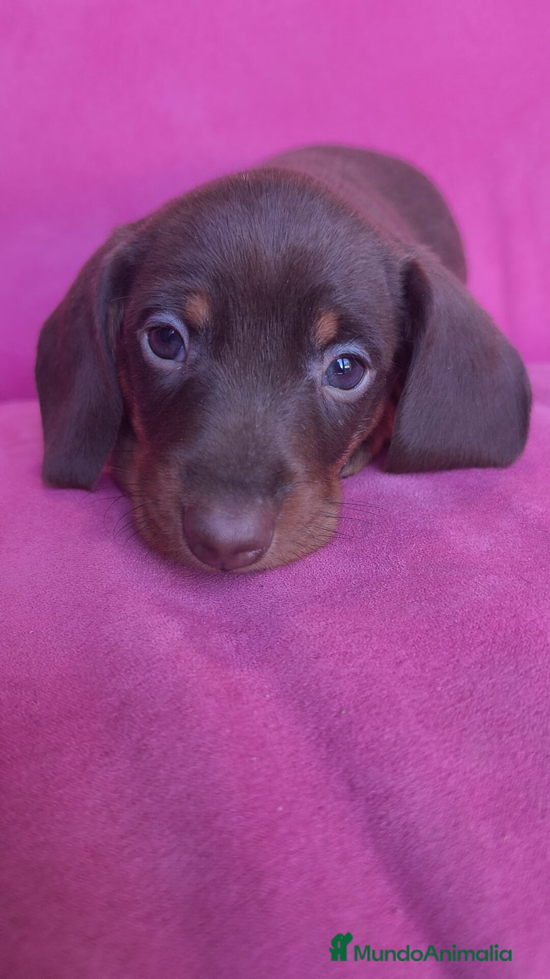 Teckel Miniatura perros en venta: Teckel Kanichen chocolate macho y hembra  - Anuncio 11