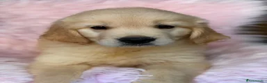Golden Retriever 2