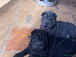 Shar Pei perros - Anuncio 2