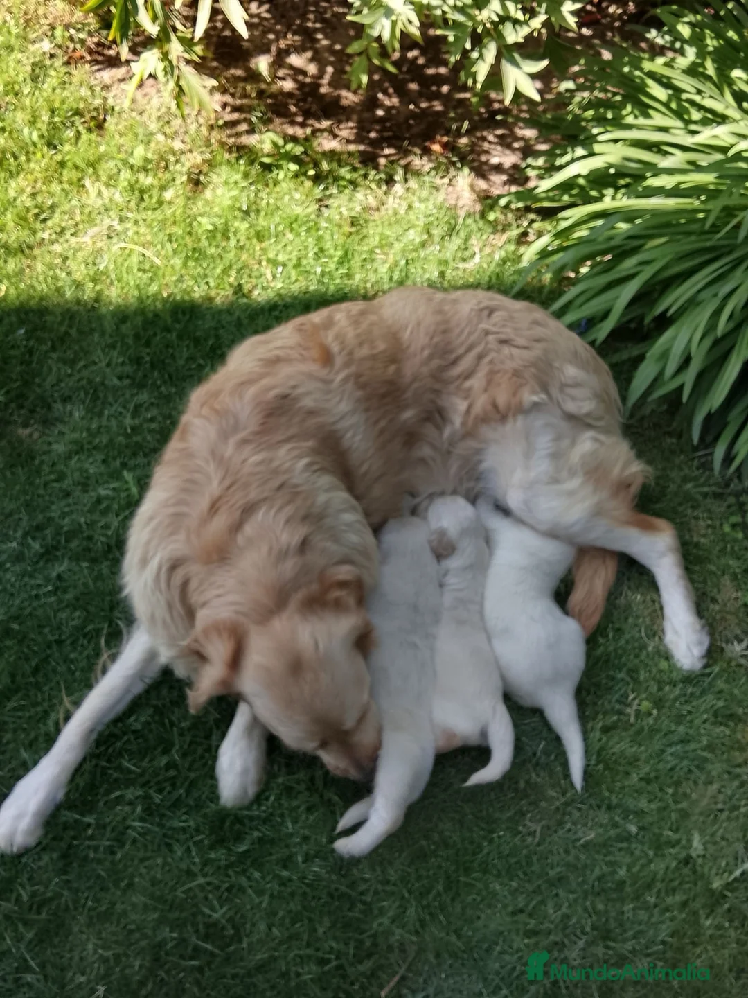 Golden Retriever perros en venta: Cacharros de golden retriever  - Anuncio 1