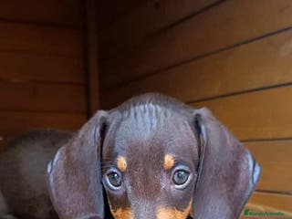 Teckel Miniatura perros Teckel miniatura en Badajoz - Anuncio 18