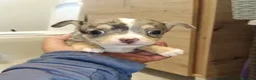 Chihuahua perros en venta: Chihuahua merle hembra🩷🐶🐾 - Anuncio 3