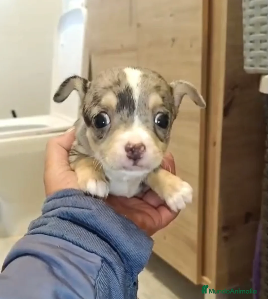 Chihuahua perros en venta: Chihuahua merle hembra🩷🐶🐾 - Anuncio 3