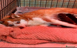 Pomsky perros en venta: 3 machitos de pomsky - Imagen 1
