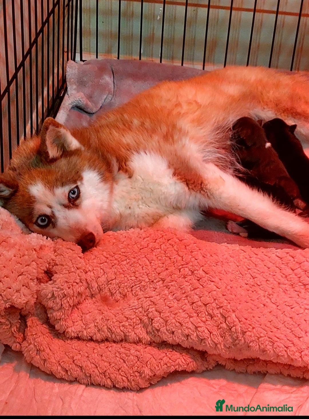 Pomsky perros en venta: 3 machitos de pomsky - Imagen 1