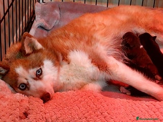 Pomsky perros - Anuncio 25