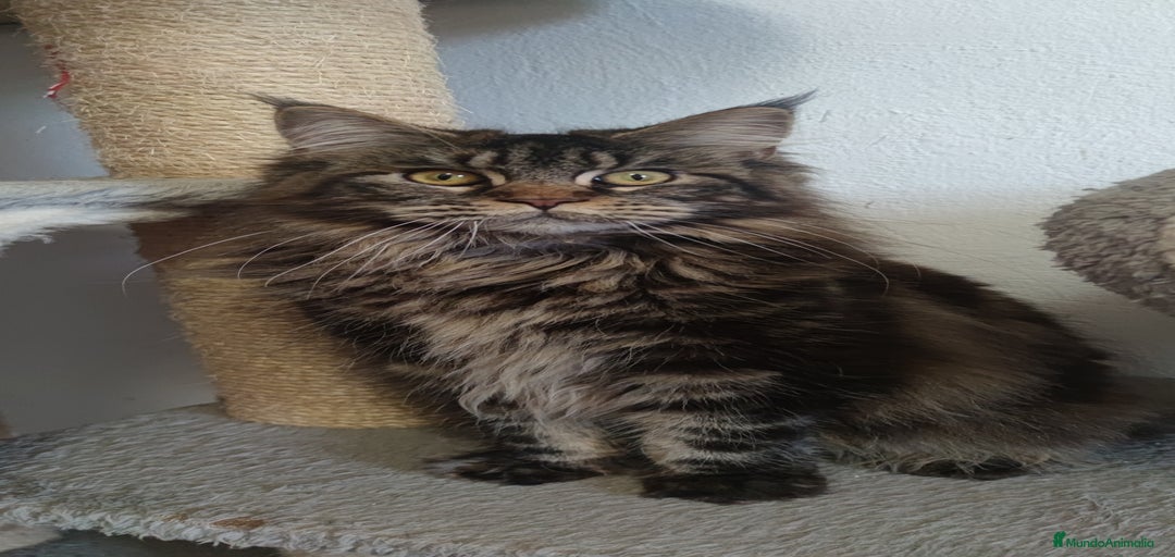 Imagen de galería {{count}}