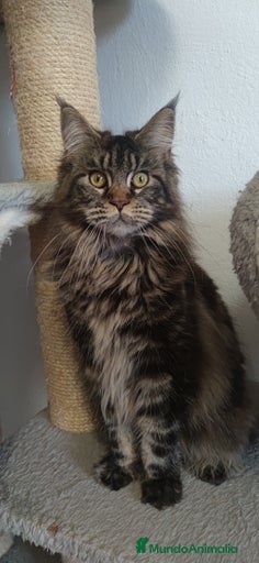 Imagen de galería {{count}}