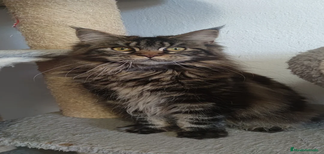 Imagen de galería {{count}}