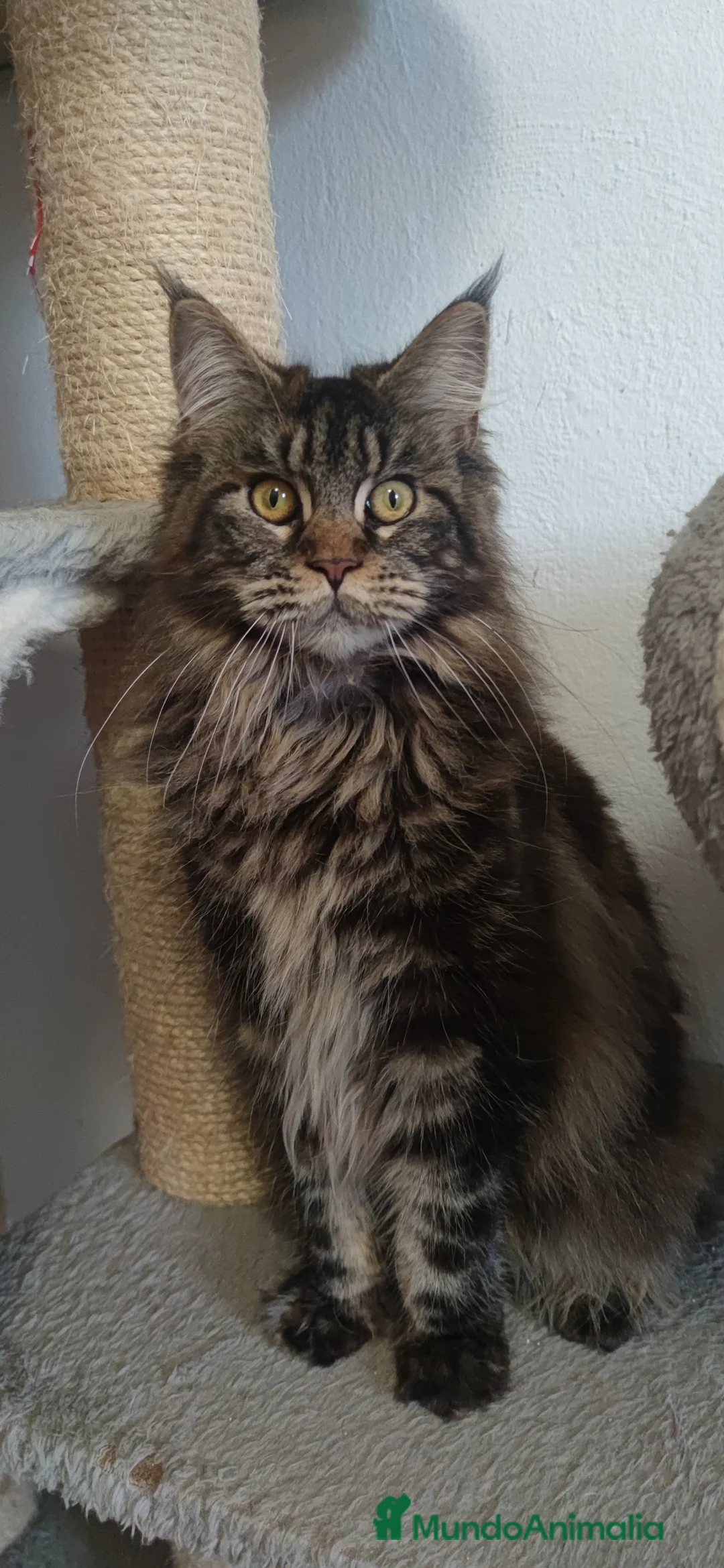 Imagen de galería {{count}}