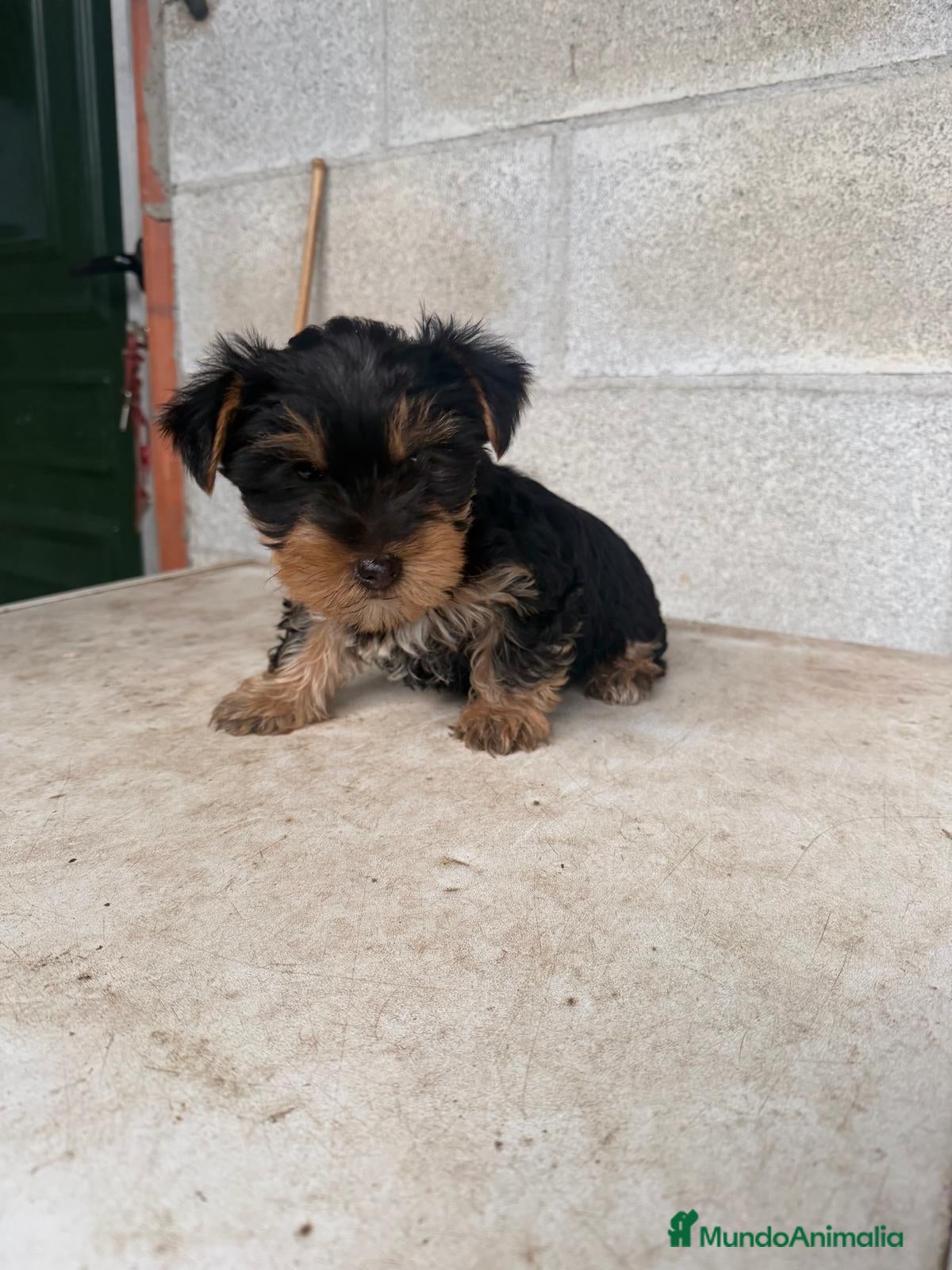 Yorkshire Terrier perros Cachorro macho Yorkshire terrier - Anuncio 2