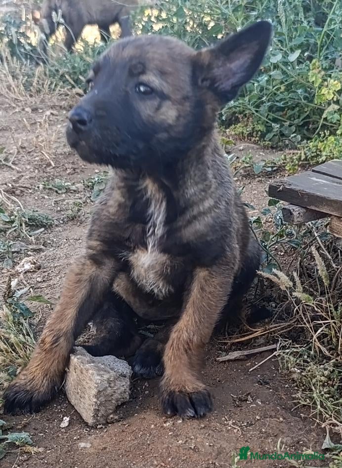 Pastor Belga Malinois perros Disponible Pastor belga Malinois Hembra  - Anuncio 3
