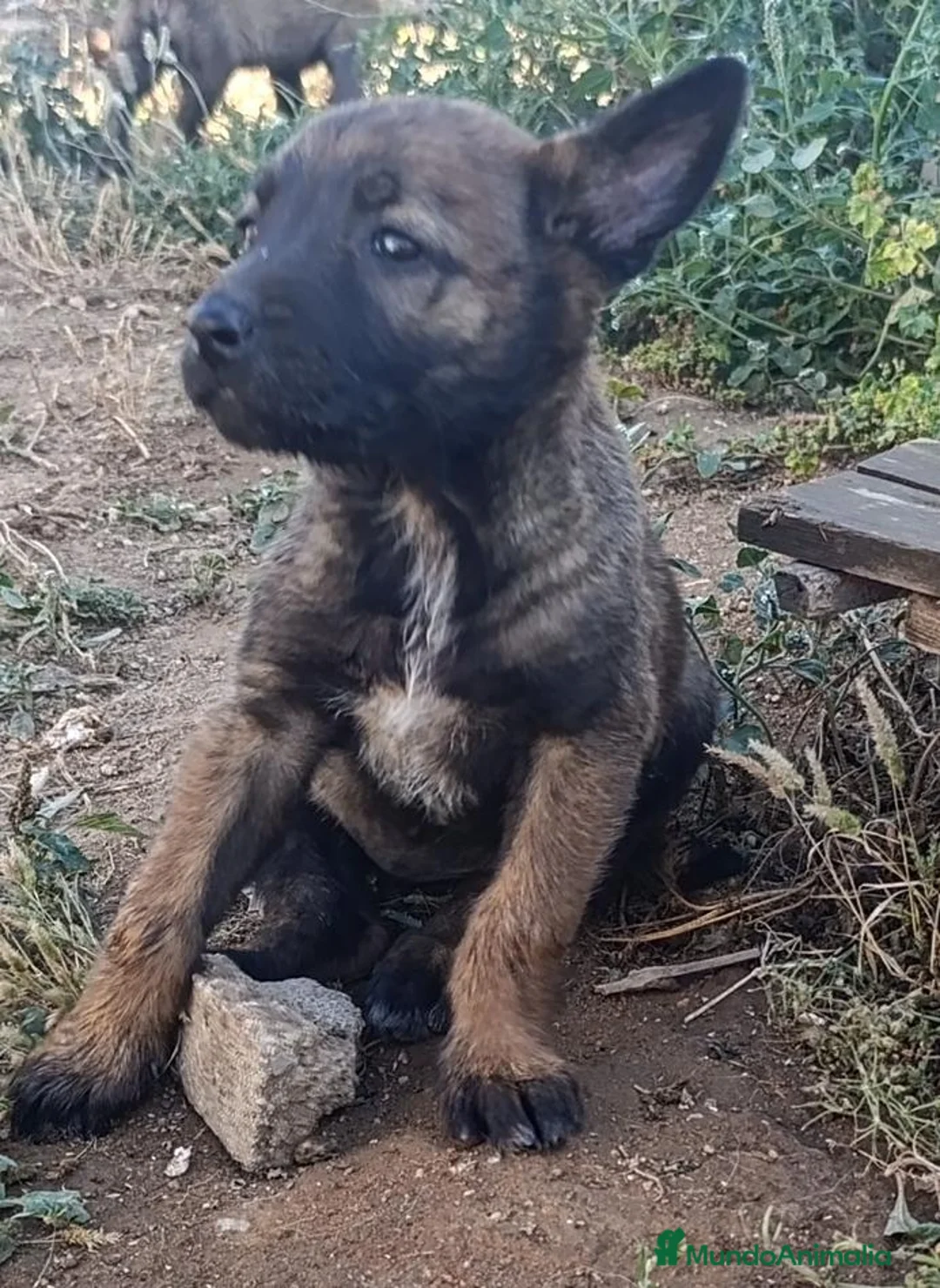 Pastor Belga Malinois perros en venta: Disponible Pastor belga Malinois Hembra  - Anuncio 1