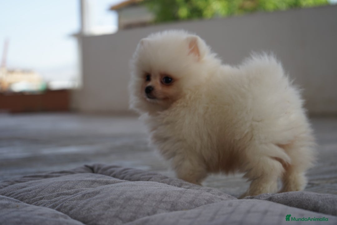 Pomerania perros en venta: 🐾 Frosty, Tívoli y Strike 🐾 - Imagen 3