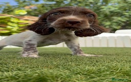 Cocker Spaniel Inglés perros en venta: COCKER SPANIEL RUANO - Imagen 4