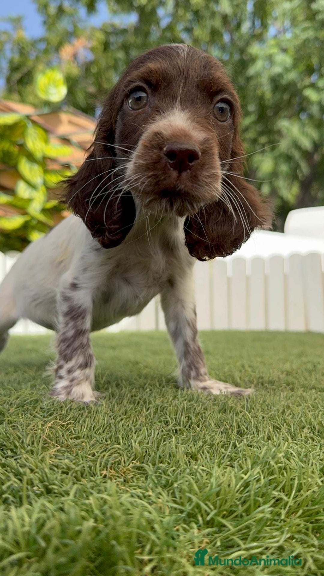 Cocker Spaniel Inglés perros en venta: COCKER SPANIEL RUANO - Imagen 4