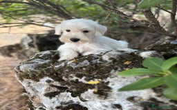 Schnauzer Miniatura perros en venta: Schnauzer BLANCO  - Imagen 7