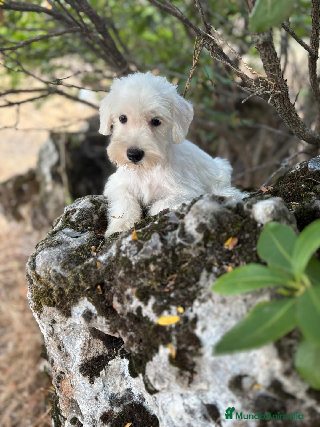 Schnauzer Miniatura perros en venta: Schnauzer BLANCO  - Imagen 7