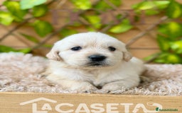 Golden Retriever perros en venta: Camada de Sonia  - Imagen 1