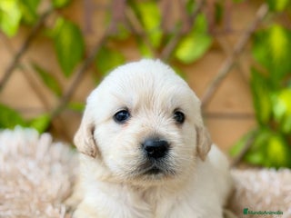 Golden Retriever perros - Anuncio 1