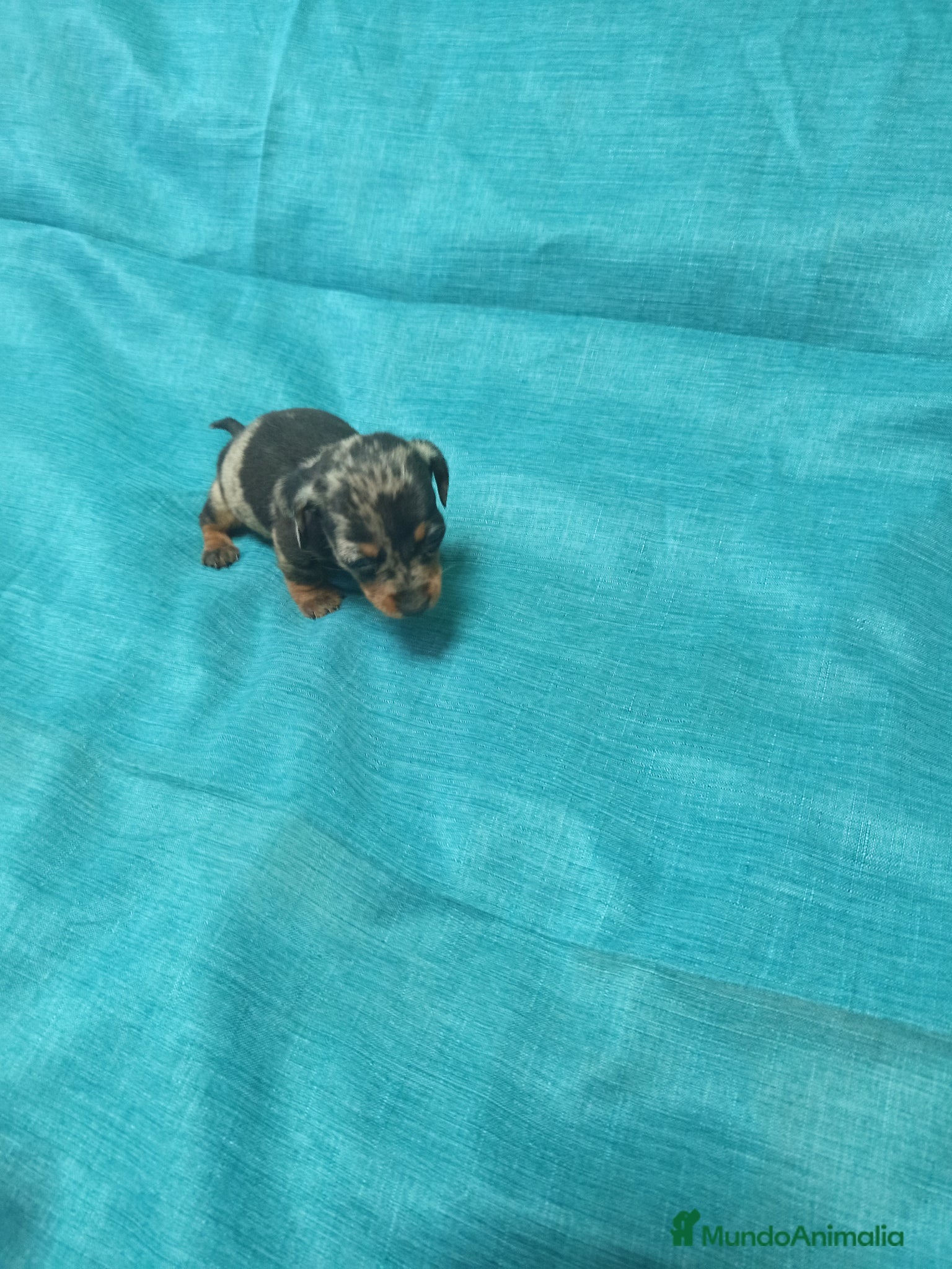 Teckel Miniatura perros Preciosos cachorros teckel miniatura  - Anuncio 1