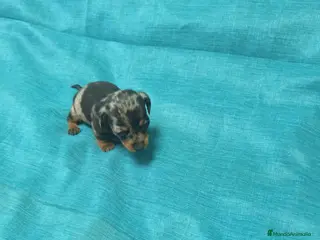 Teckel Miniatura perros Preciosos cachorros teckel miniatura - Anuncio 1