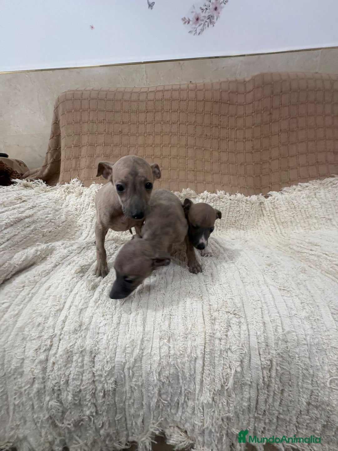 Whippet perros en venta: Whippet blue verdino - Anuncio 2